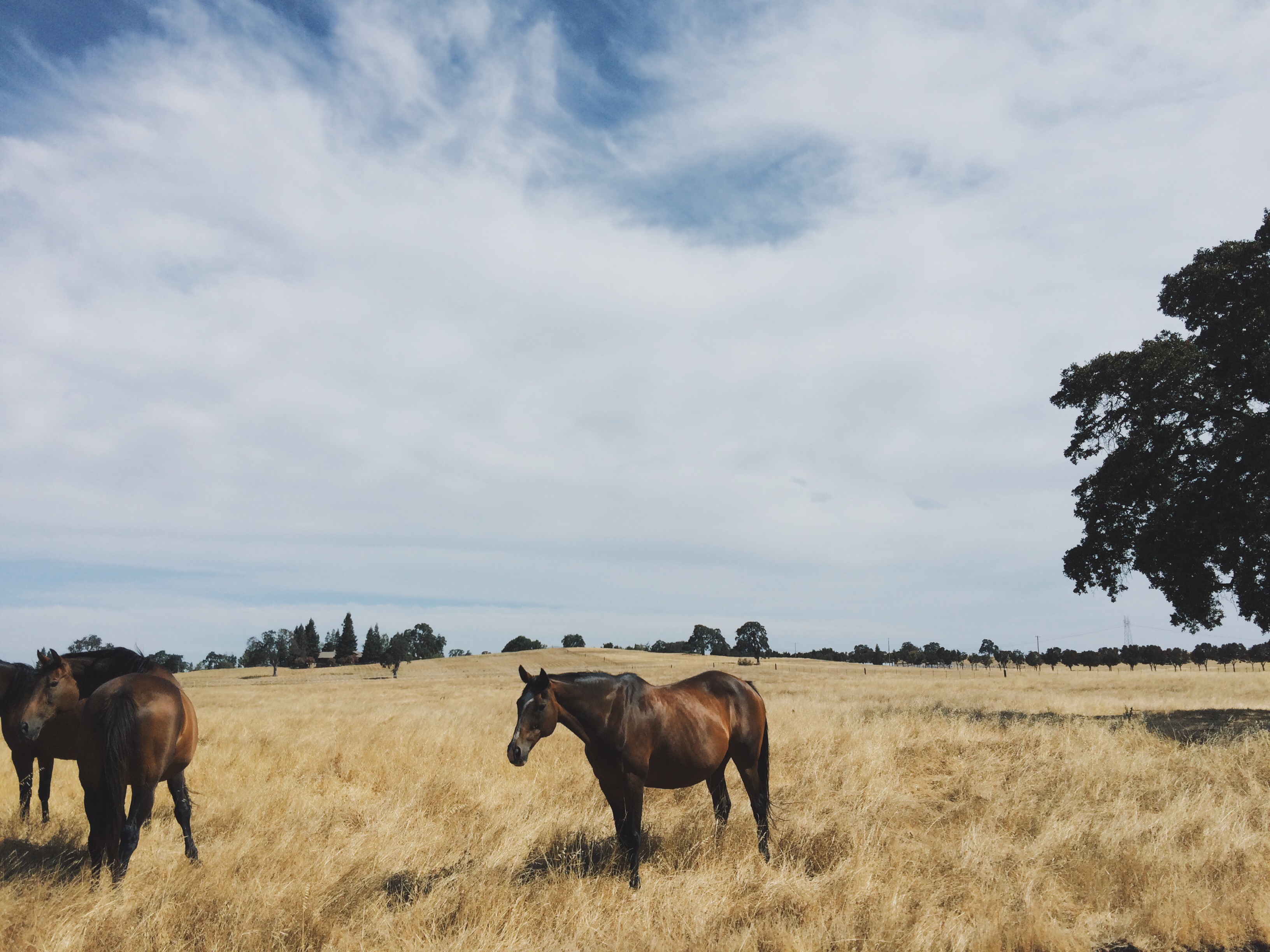 horses in field
