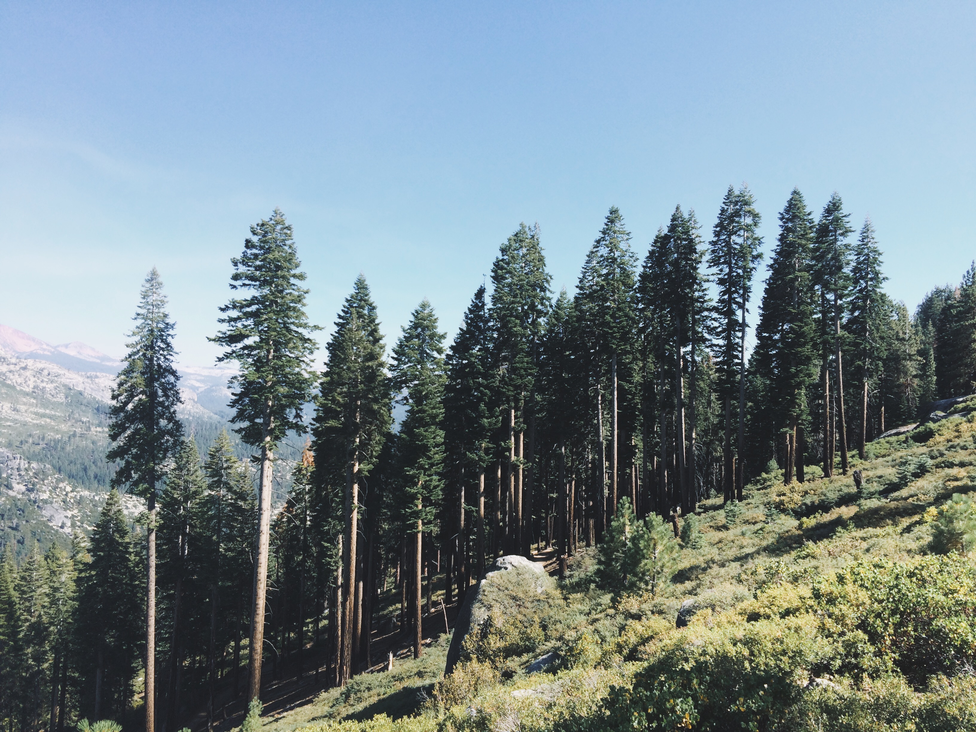 pine trees - northern california