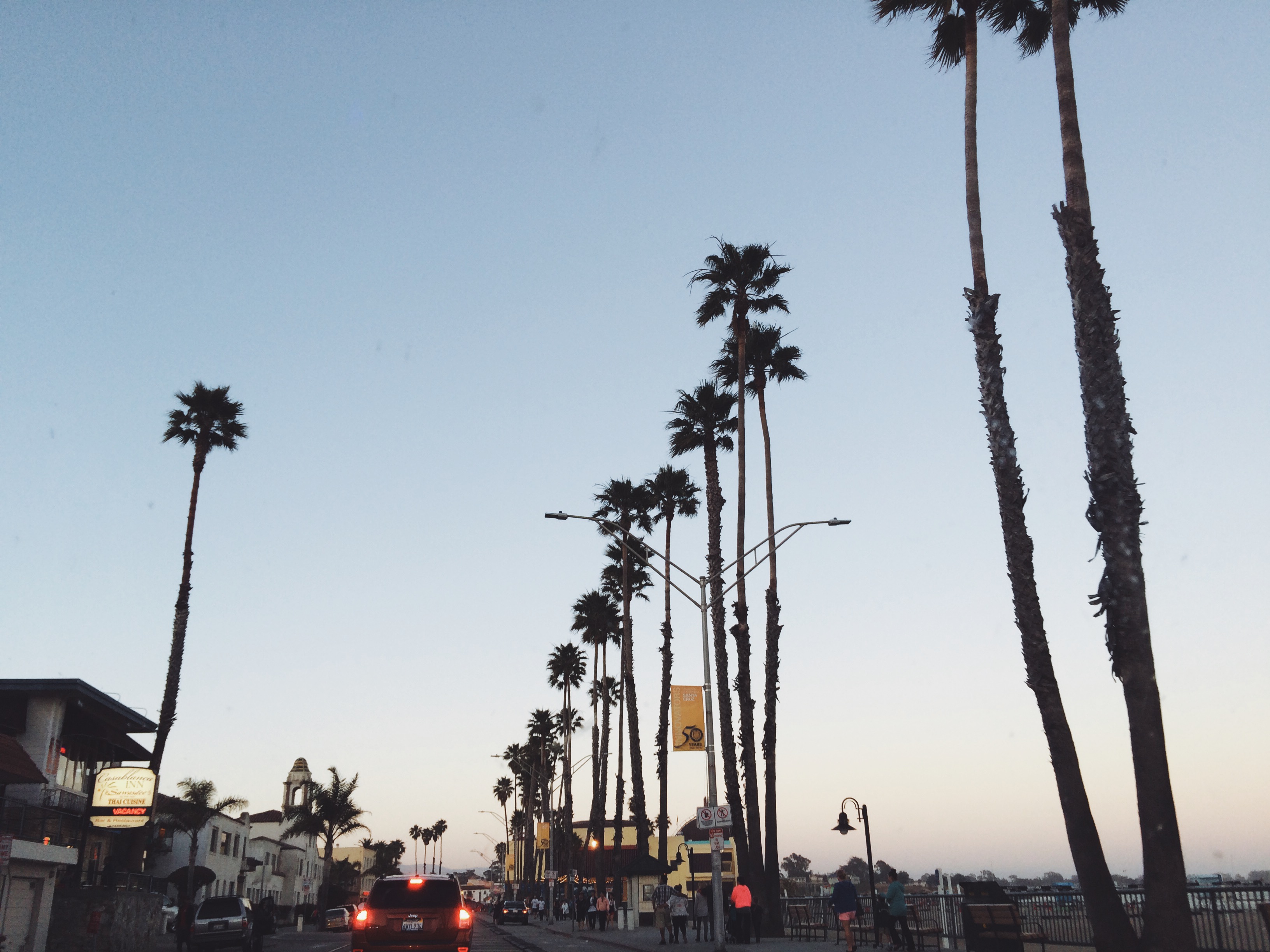 southern california palm trees