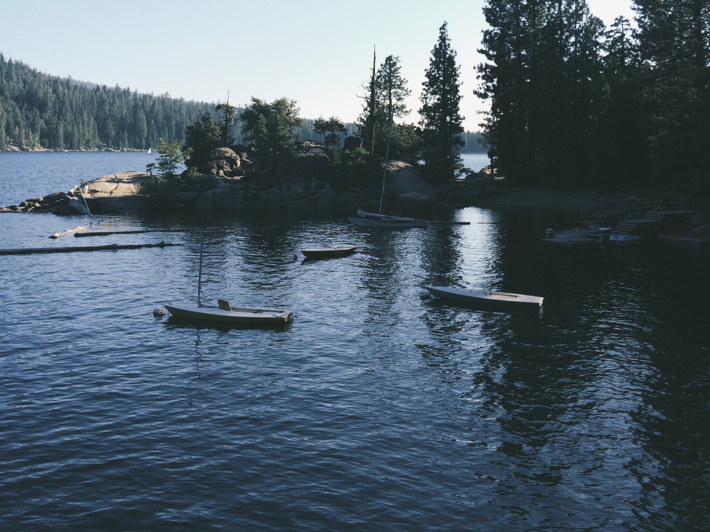 drift wood and logs floating in a lake