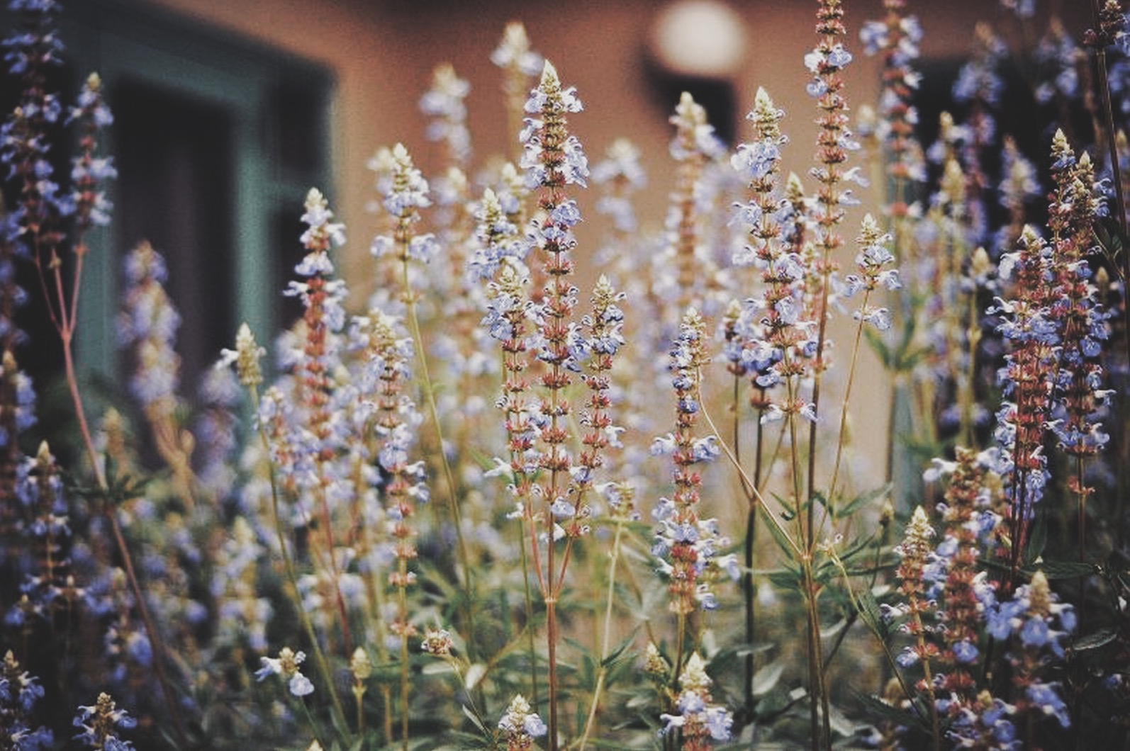 Image 21